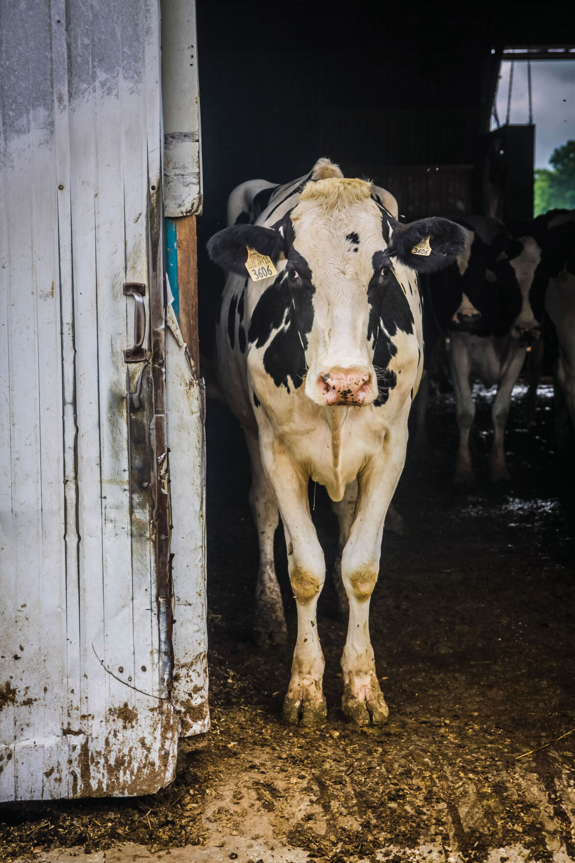Groves View Dairy
